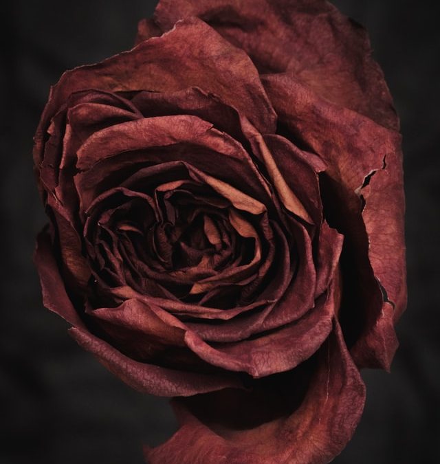 Desert Rose